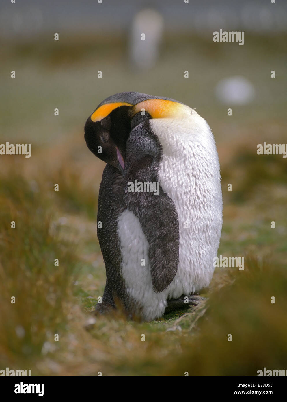 Sleeping chick Emperor Penguin in Falkland islands Stock Photo