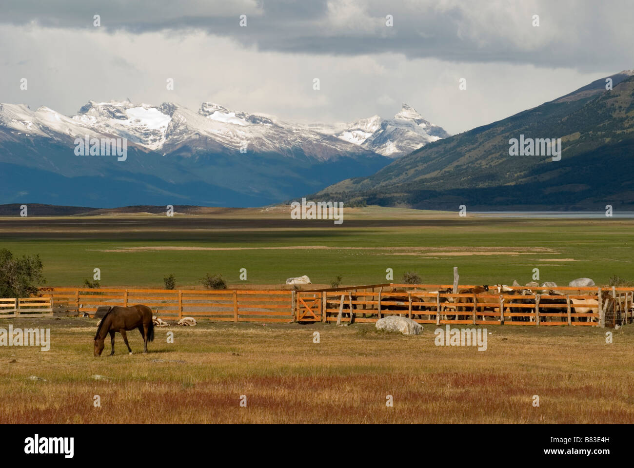 Horse Grazing in a pasture infront of the Parque Nacional Los Glaciares, Argentina Stock Photo