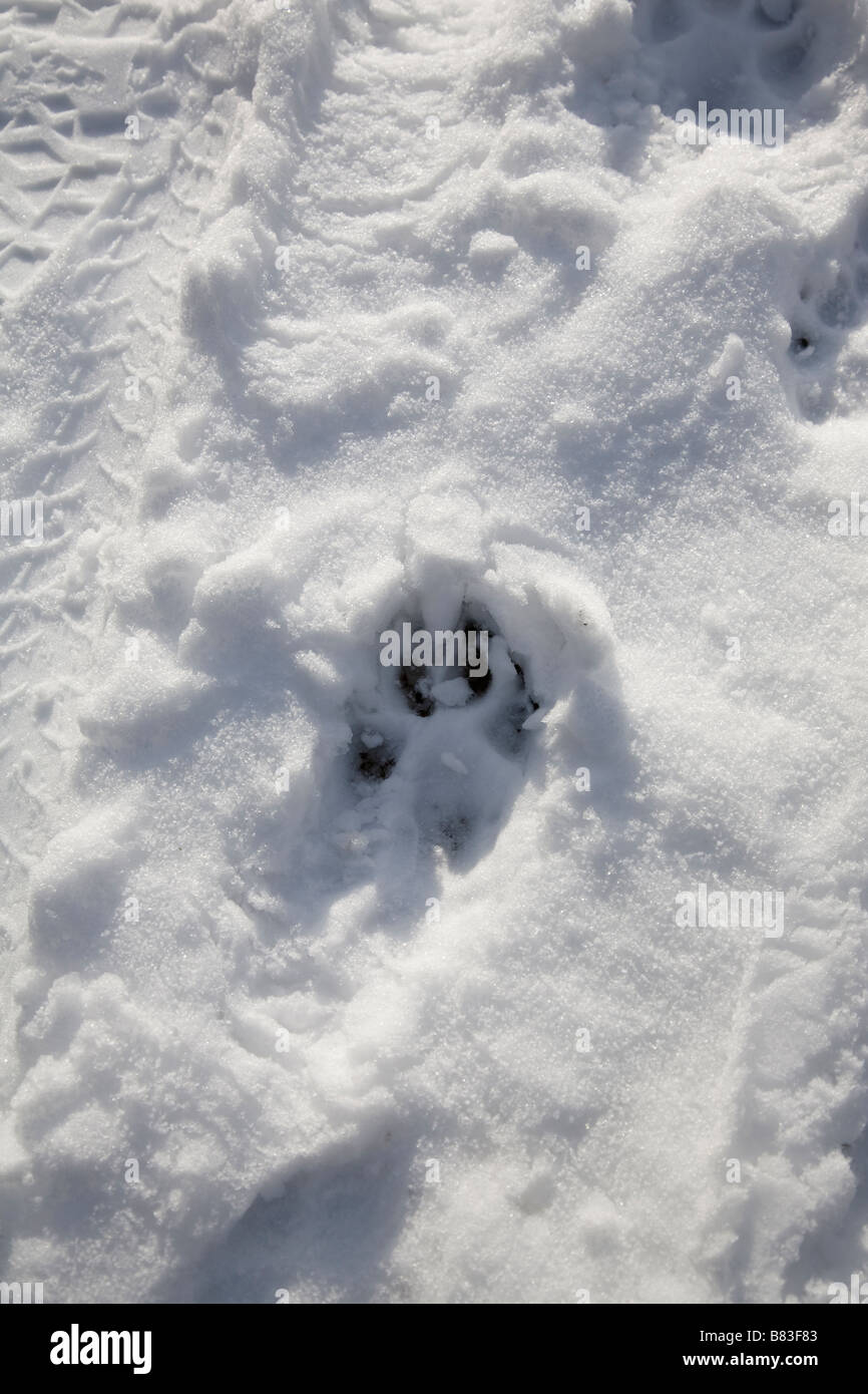Dog footprints in the snow, Surrey, England Stock Photo Alamy