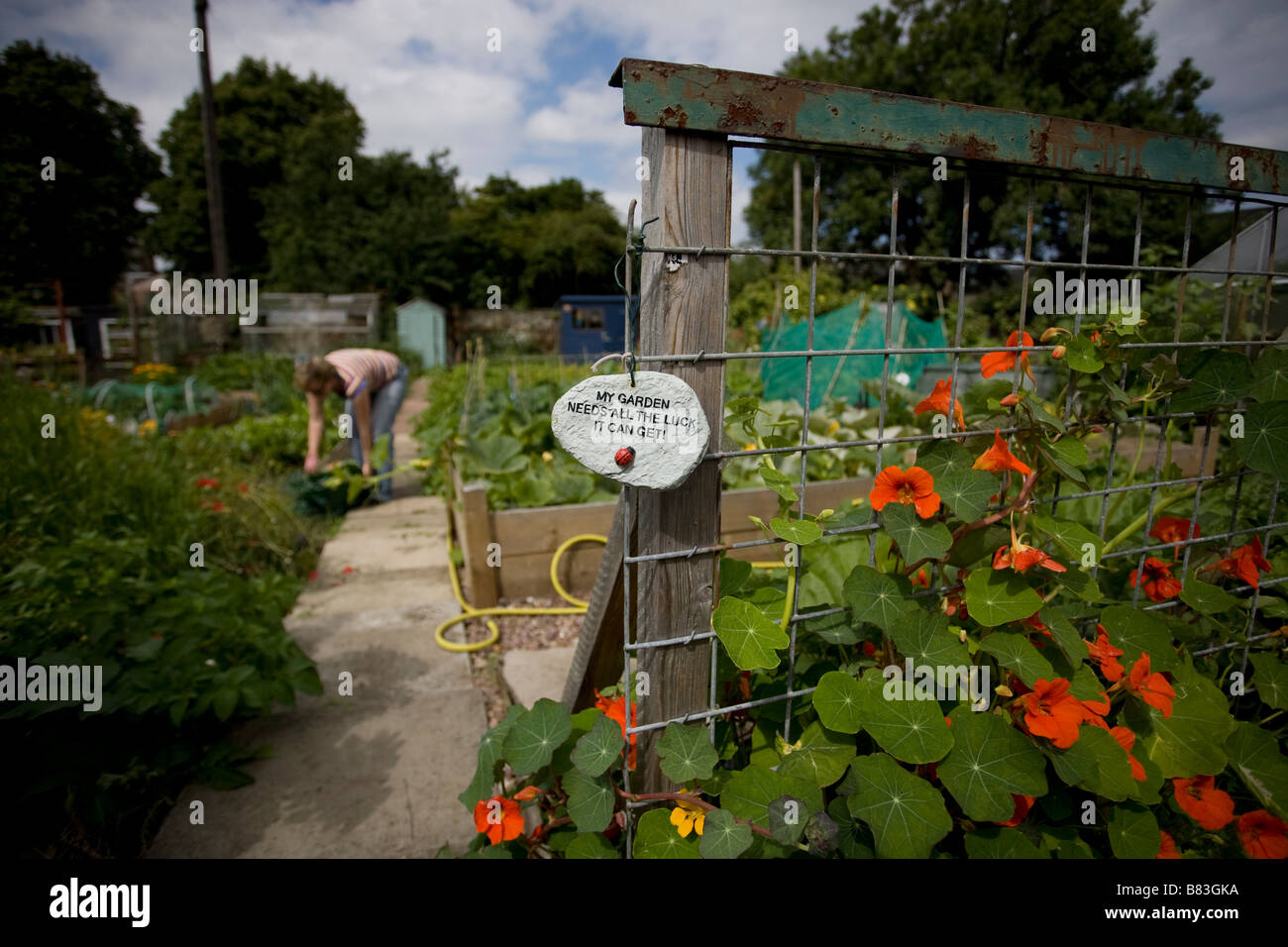 Woman working in allotment with  raised beds nasturtiums and sign saying my garden needs all the luck it can get Stock Photo