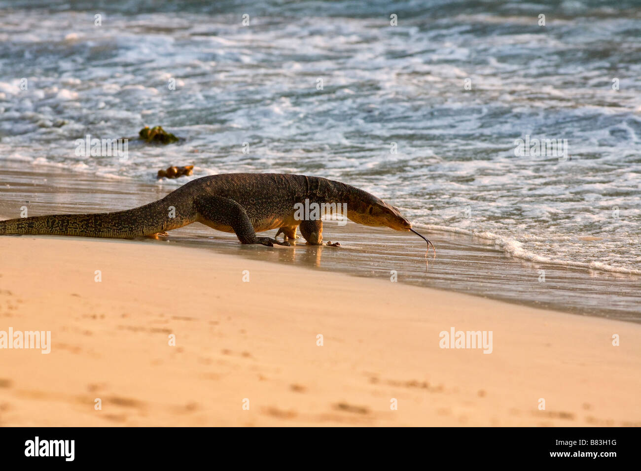 Monitor Lizard (Varanus niloticus) walking on sandy beach with waves Stock Photo 22206844 Alamy