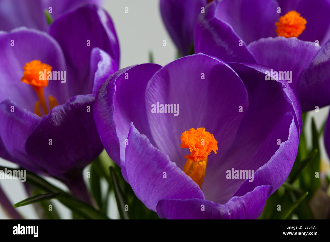 A close up of three purple crocus flowers Stock Photo