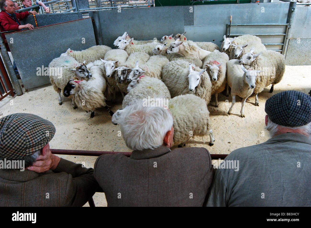 Skipton Auction Market Yorkshire Dales UK Stock Photo Alamy