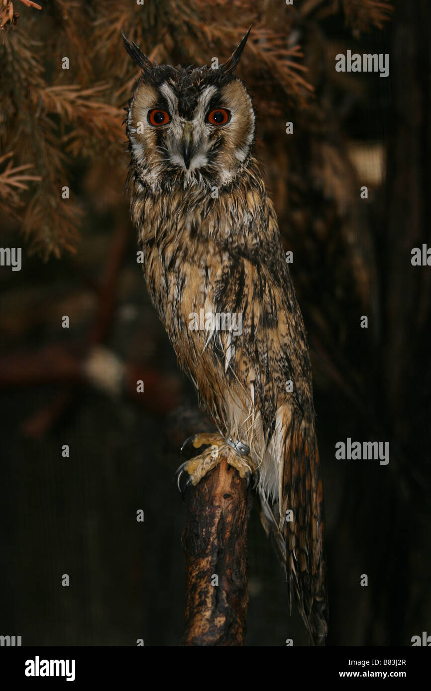 Long-eared Owl, Asio otus, Stix otus, Strigidae, Gufo Comune, Night, Europe, Asia, and North America Stock Photo