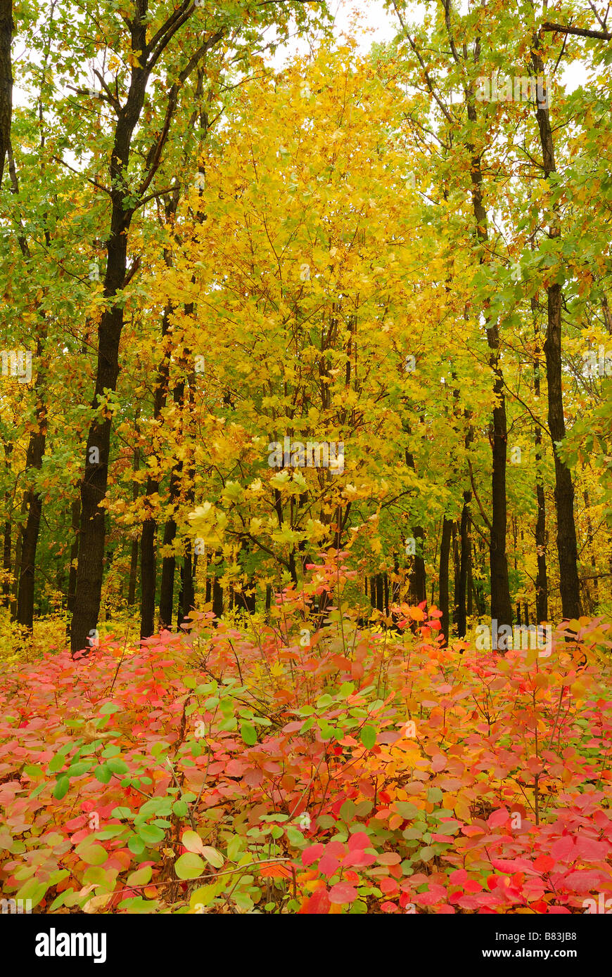 Leaves fantastic hi-res stock photography and images - Alamy