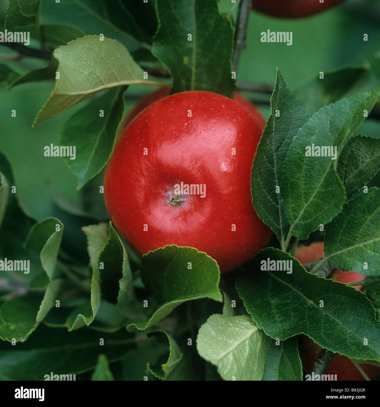 Single ripe red Discovery apple on tree Stock Photo