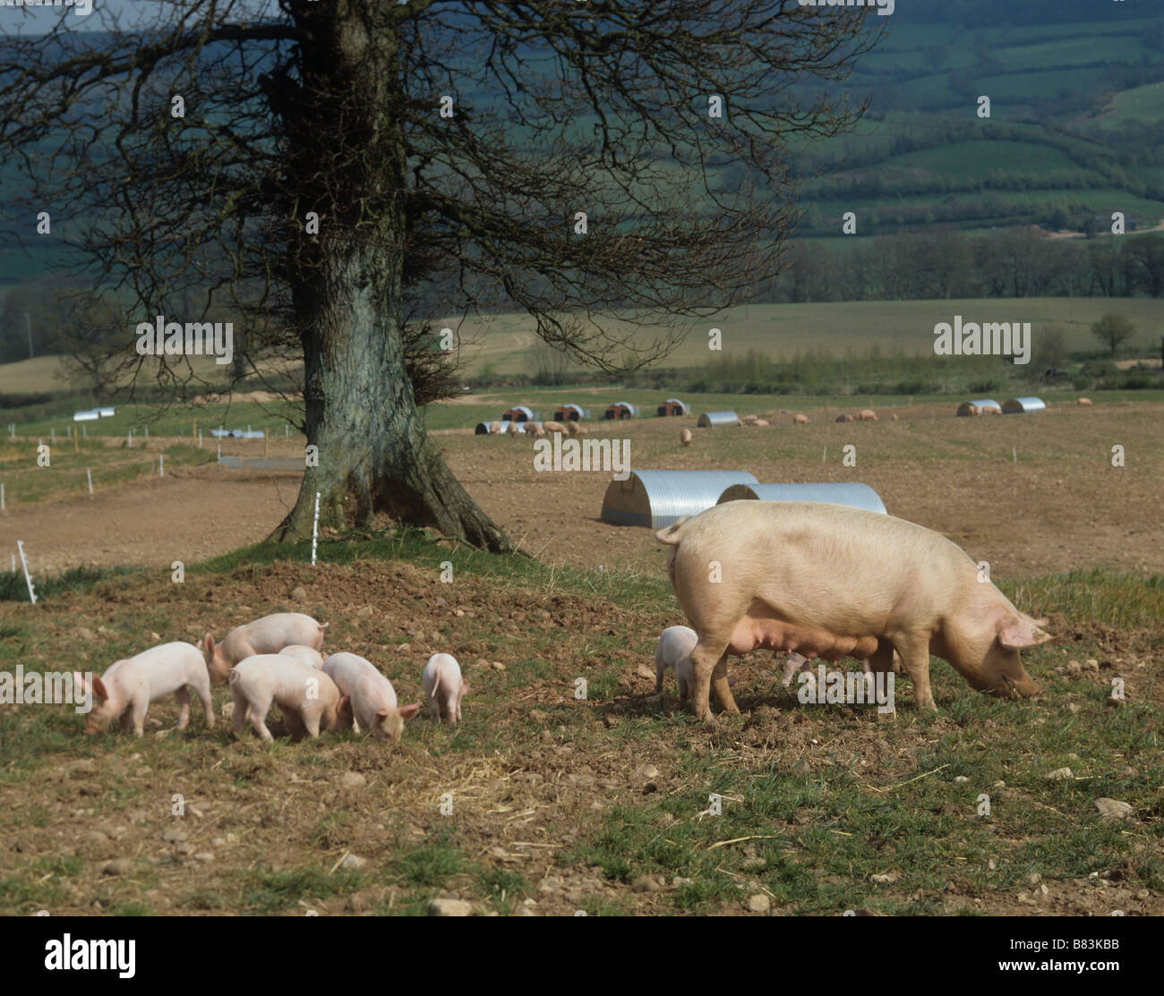 Large white x landrace sow with duroc x piglets in an outdoor pig unit in Devon Stock Photo