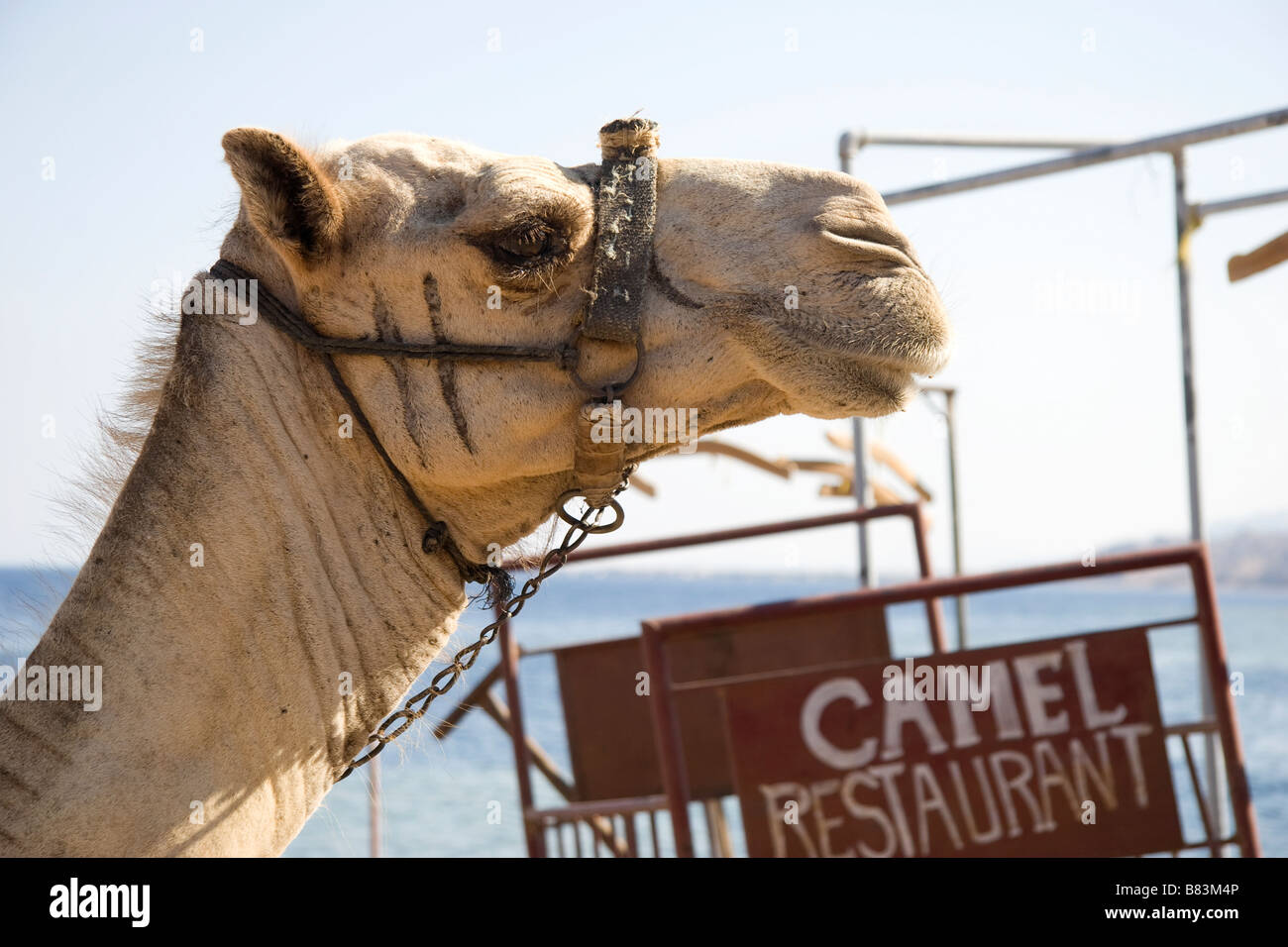 Camel in front of it's namesake restaurant at The Blue Hole on the Red Sea coast, north of the Sinai resort of Dahab in Egypt Stock Photo