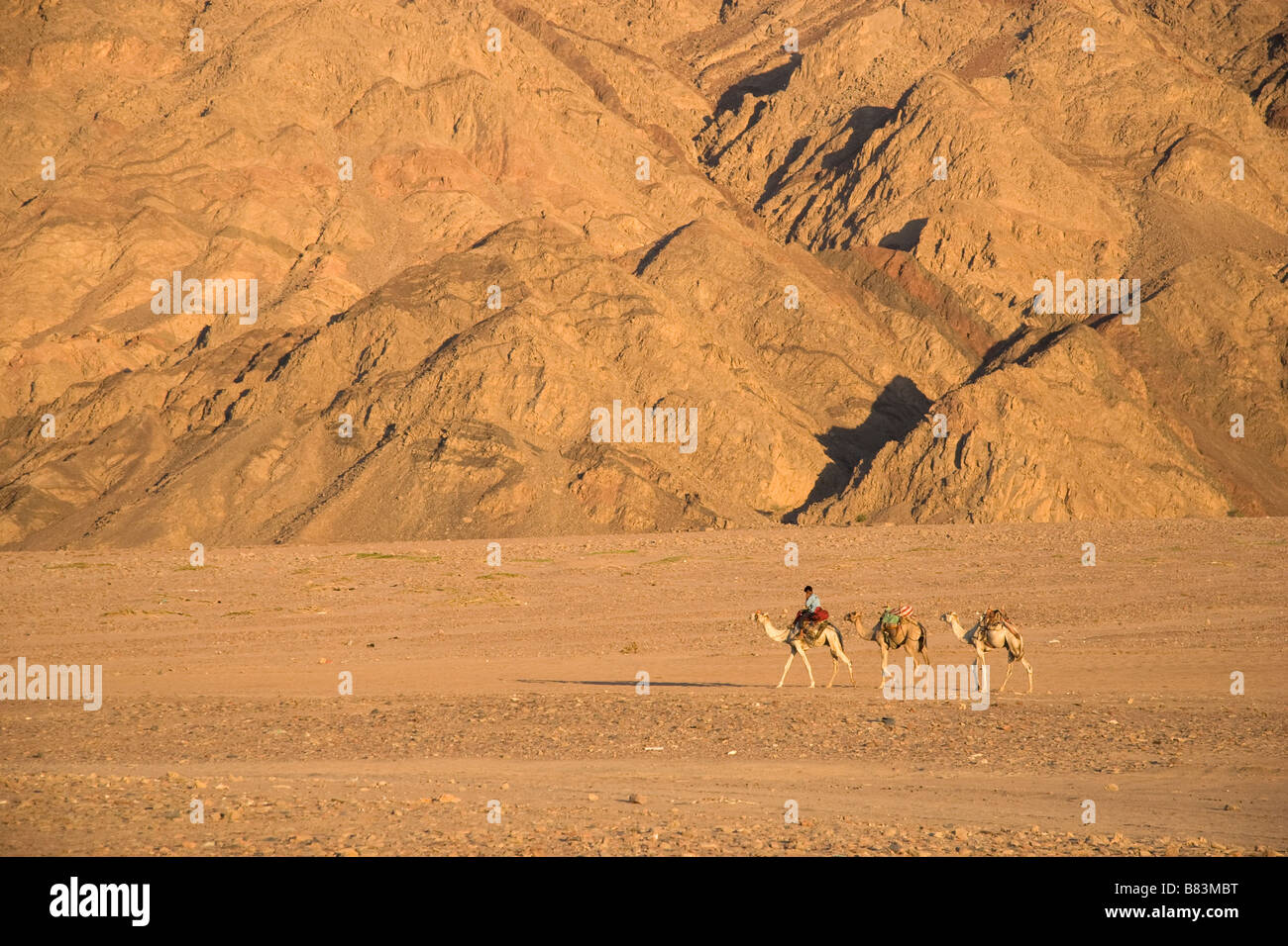 Camels pass the Bedouin village of Ras Abu Gallum on the Red Sea coast, north of the Sinai resort of Dahab in Egypt Stock Photo