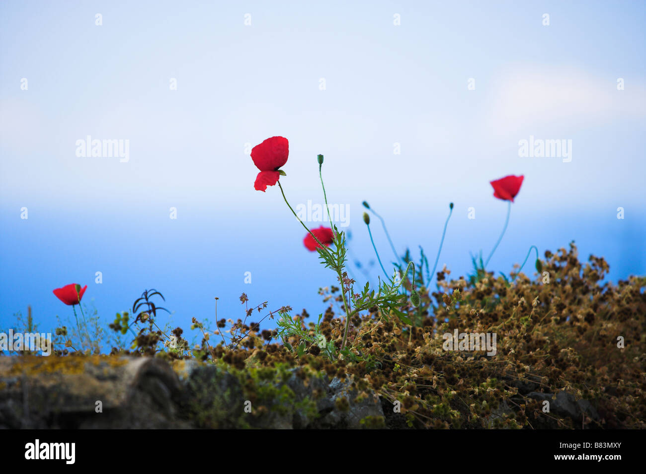 Fluttering red poppies on a stone wall Corfu Stock Photo