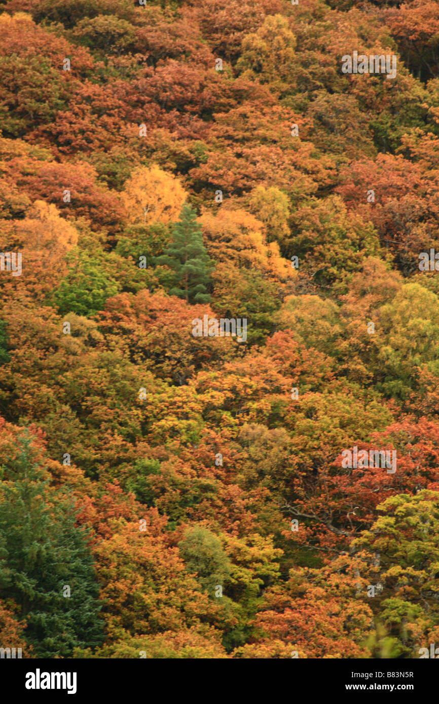 Autumn foliage in ancient deciduous woodland, in the Elan valley, Elan, near Rhayader,mid-Wales Stock Photo