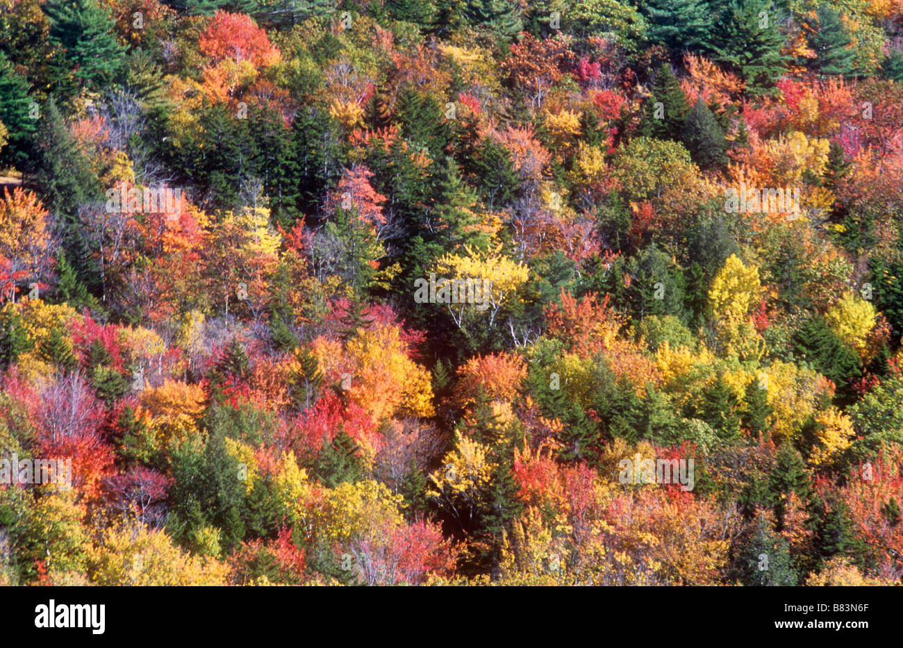 Fall autumn color colour hi-res stock photography and images - Alamy
