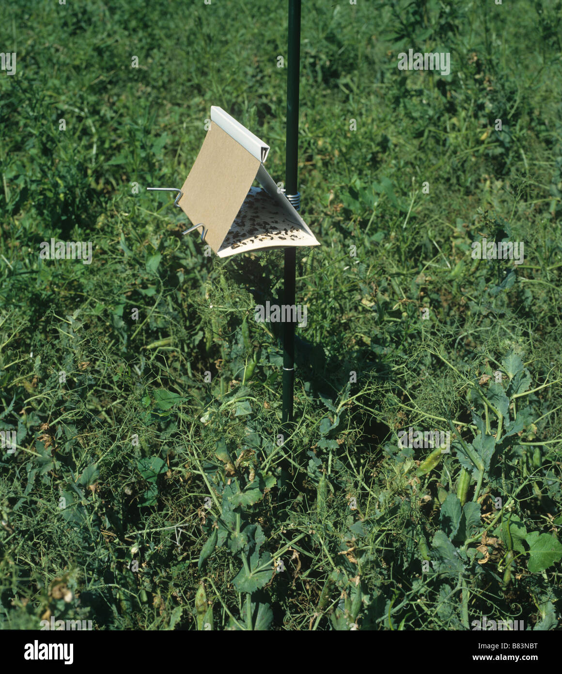 A pheromone trap in a pea crop used for trapping adult male pea moths Cydia nigricana Stock Photo