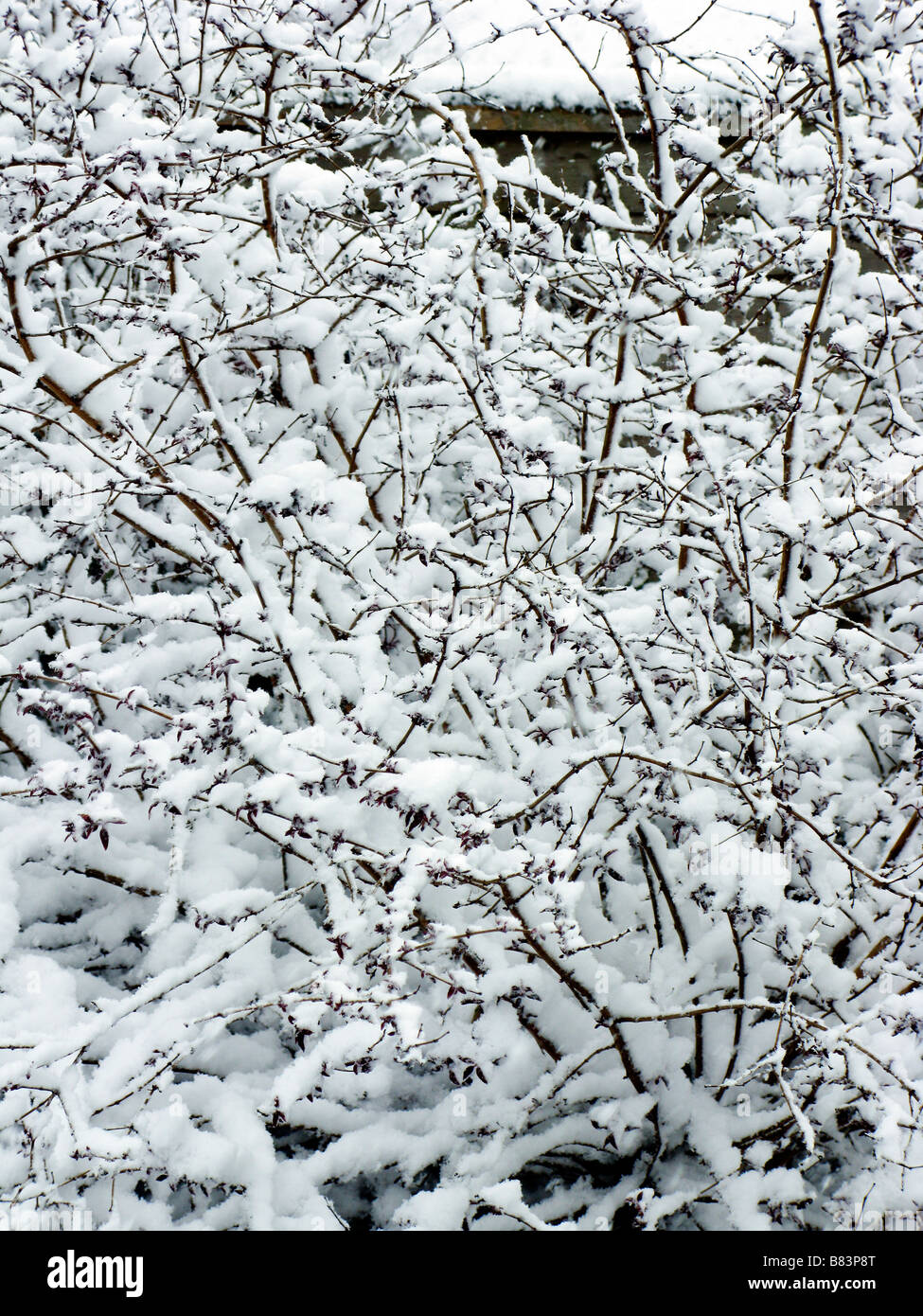 Shrubs in the garden hi-res stock photography and images - Alamy