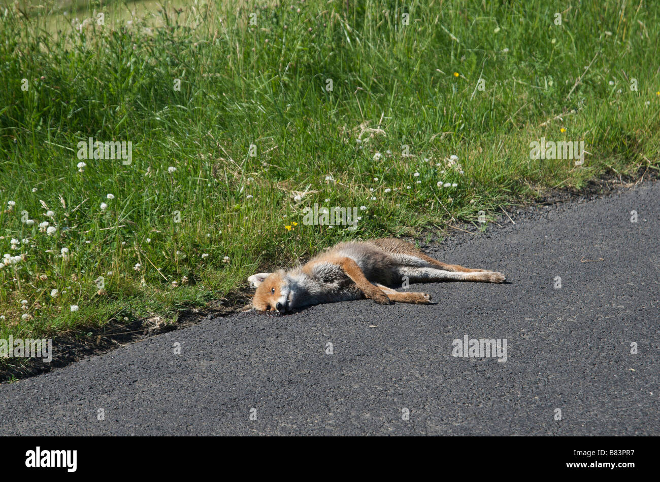 fox crushed on the roadside Stock Photo