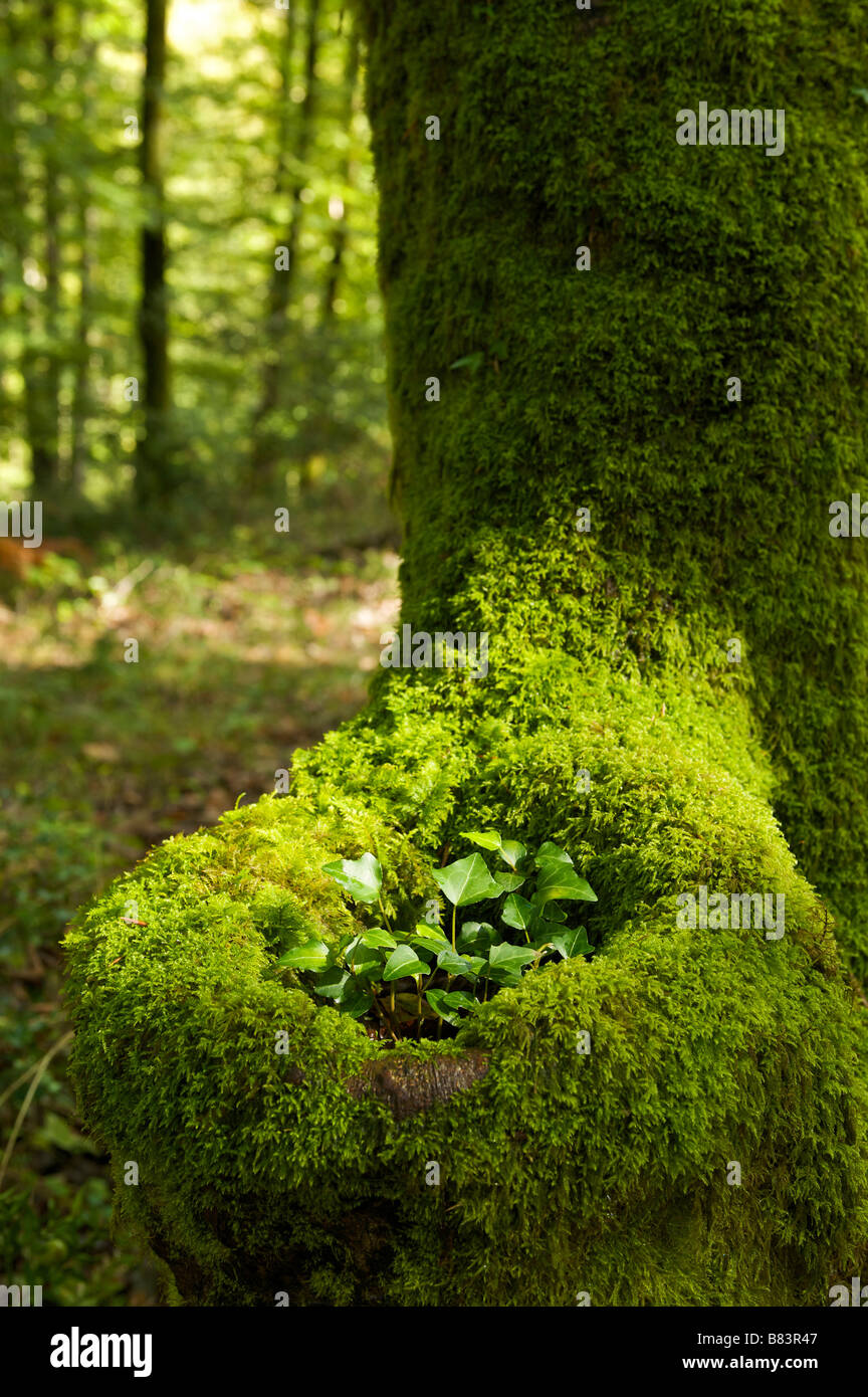 Tree trunk covered by moss Pays Basque France Stock Photo