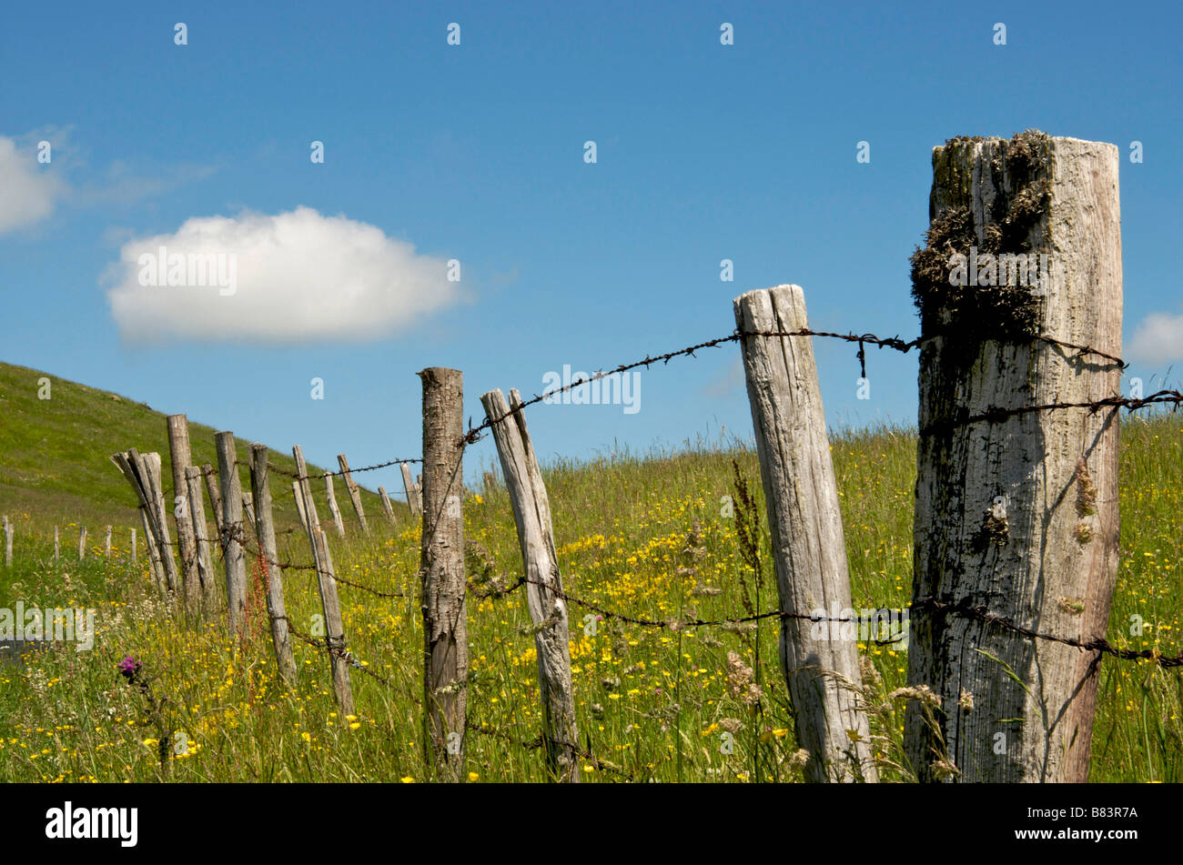 Barbed Wire Fence Flower Stock Photos & Barbed Wire Fence Flower ...