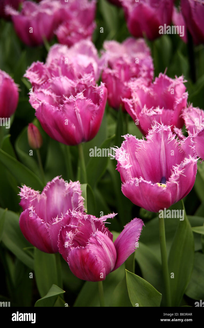Tulips in Keukenhof Gardens, Holland Stock Photo - Alamy