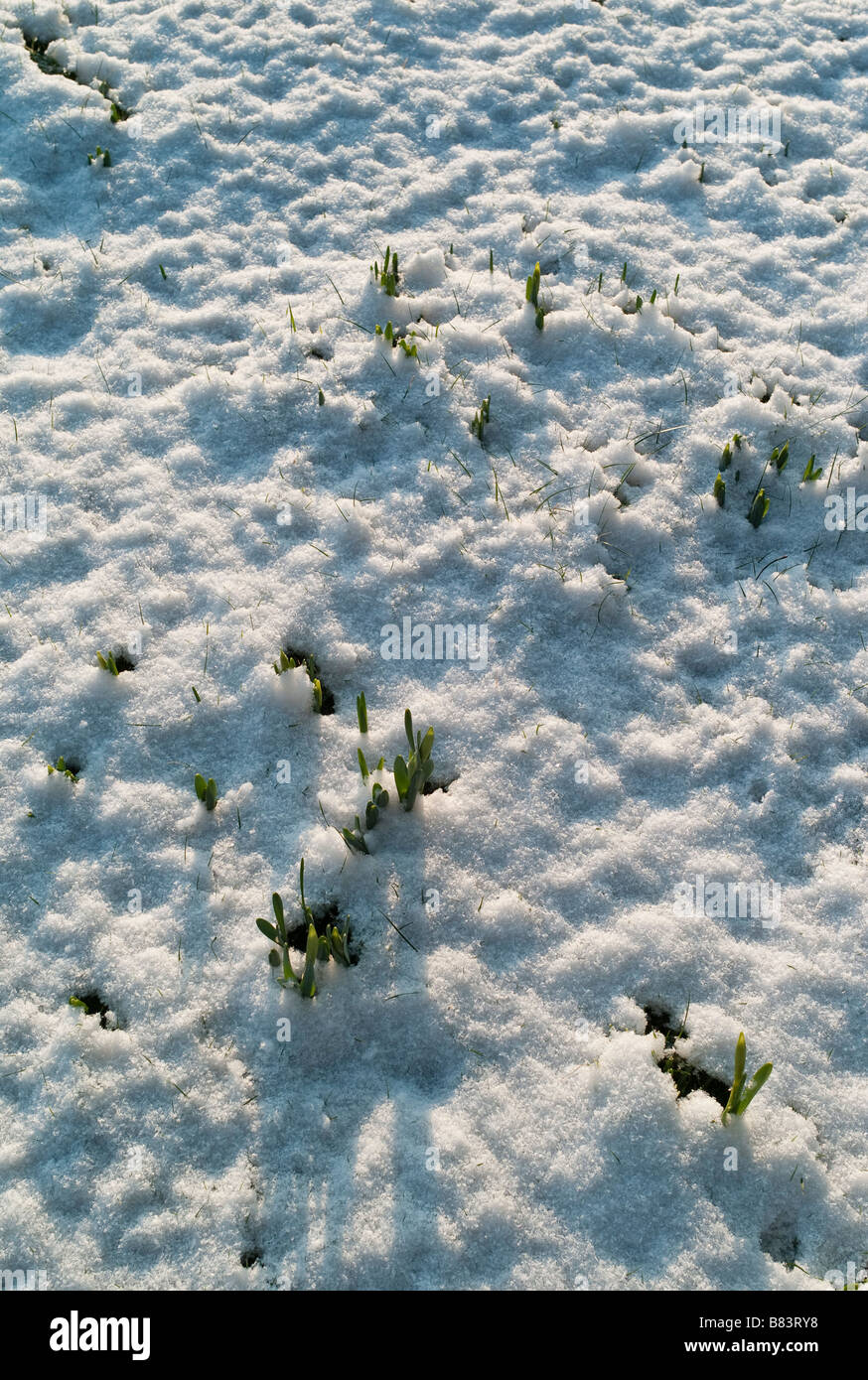 New shoots of spring bulbs penetrating a blanket of fresh snowdetermined, determination Stock Photo