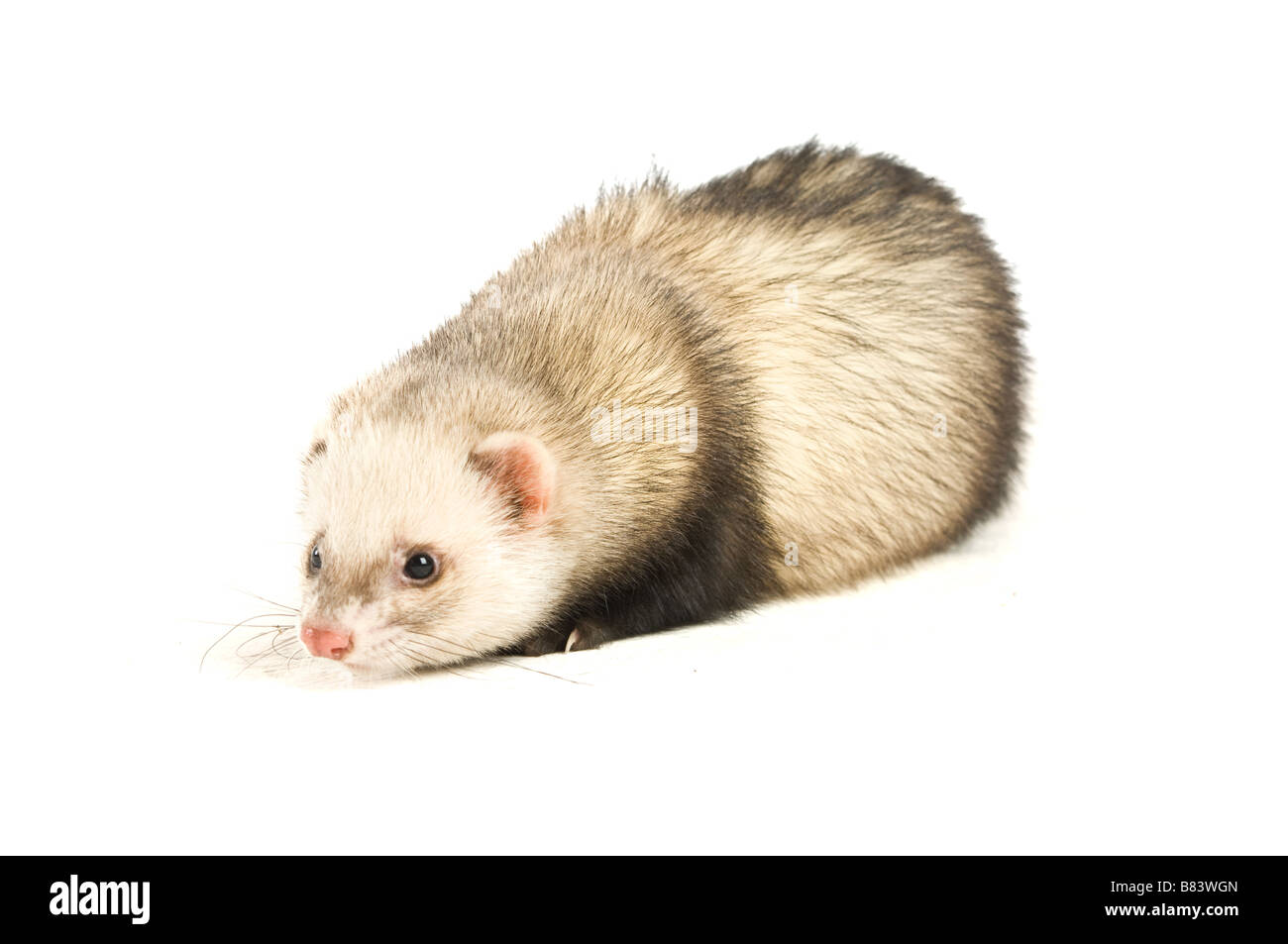 Ferret isolated on a white background Stock Photo