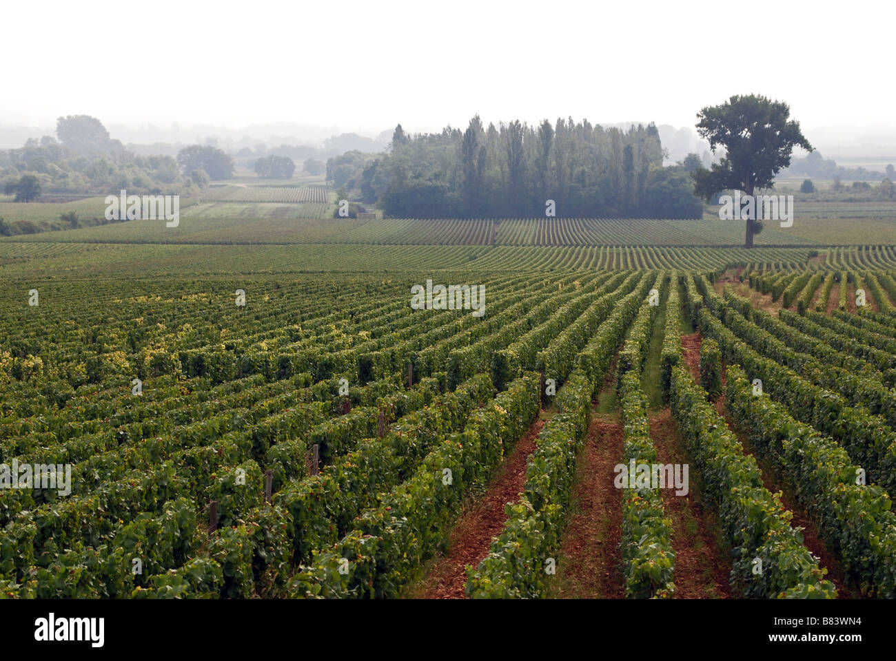 Vineyard, Meursault, Cote de Beaune, Burgundy, France Stock Photo