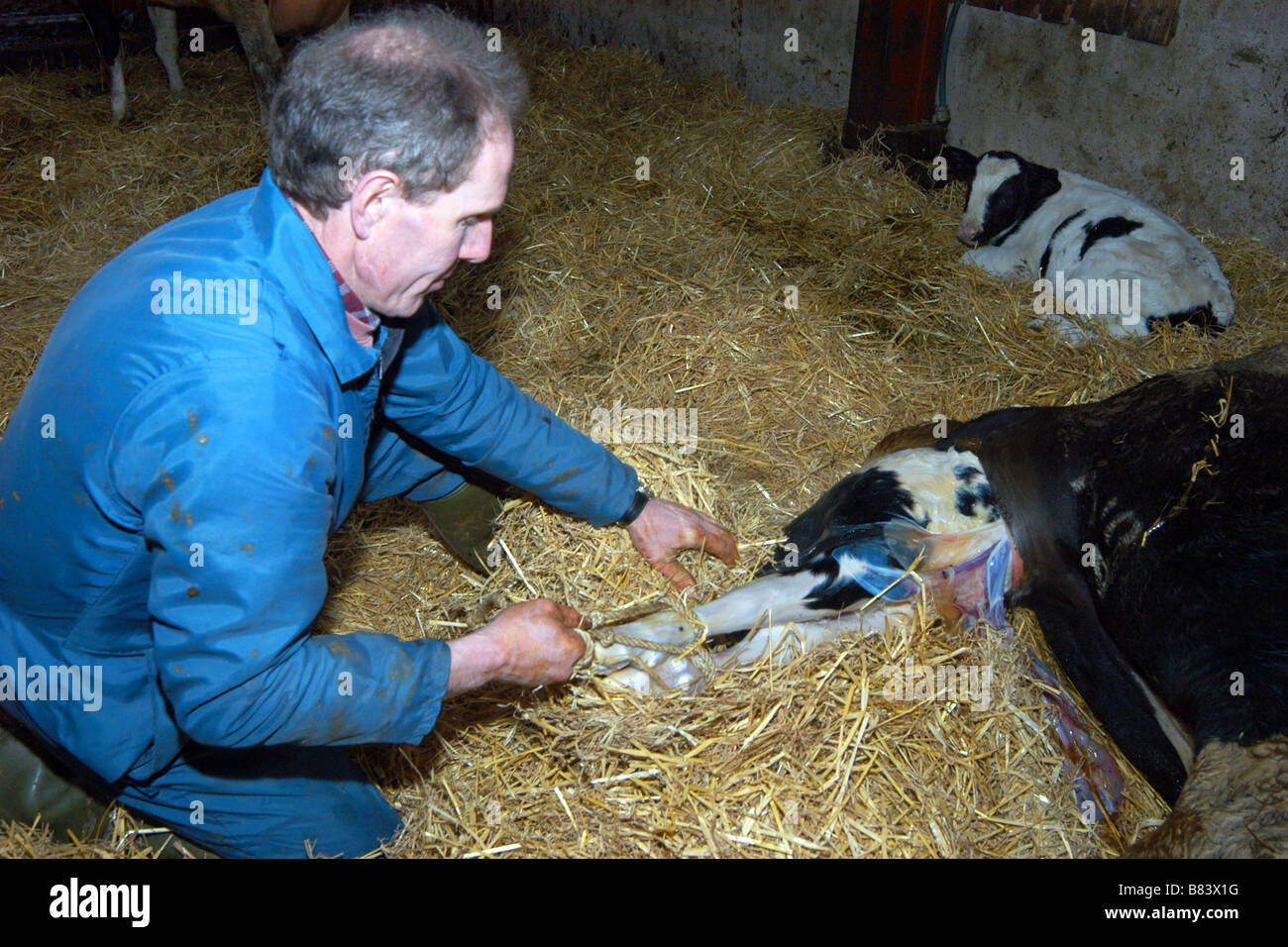 A farmer helps his cow give birth to a calf in his barn Skipton ...