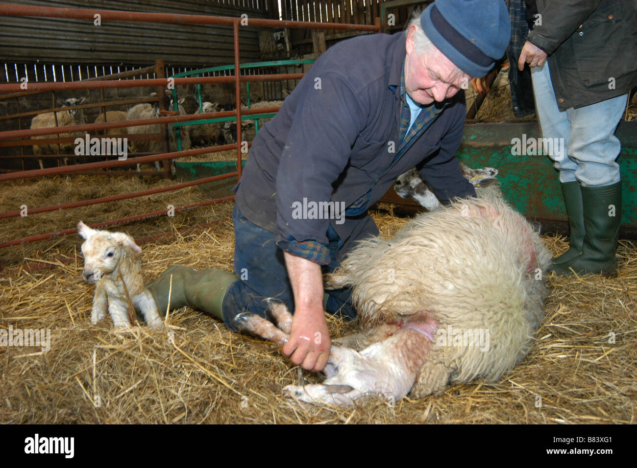 Lambing time A Farmer helps his sheep to deliver a lamb Horton in