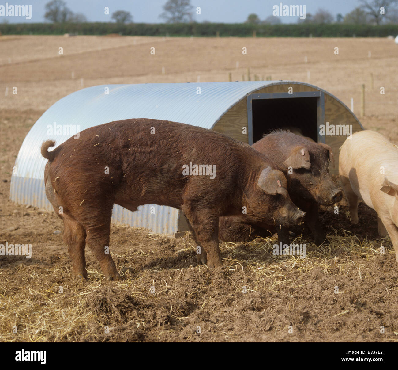 Two duroc boars outside ark on outdoor pig unit in Devon Stock Photo