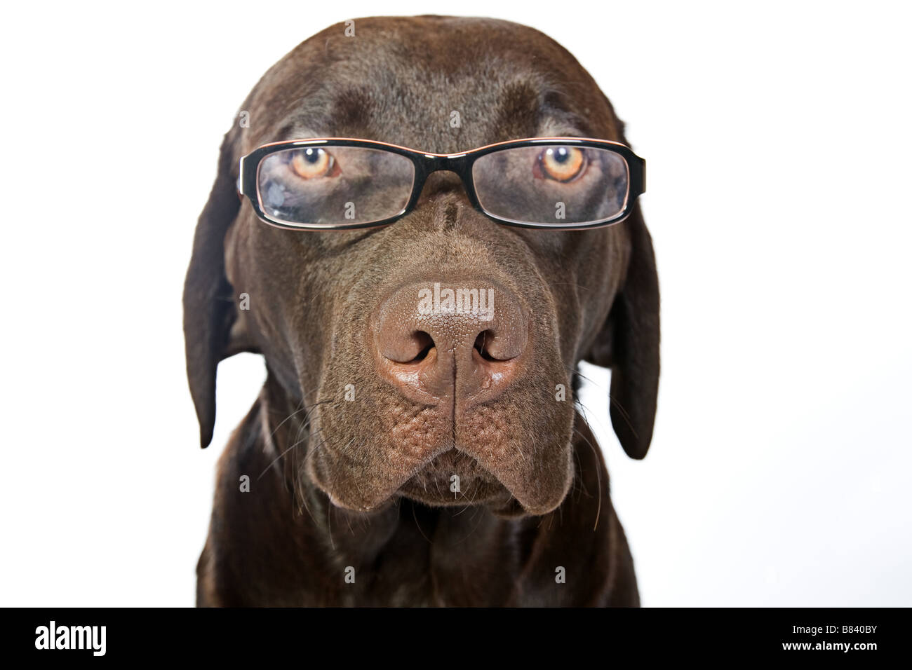 Chocolate Labrador Dog in Glasses Stock Photo Alamy