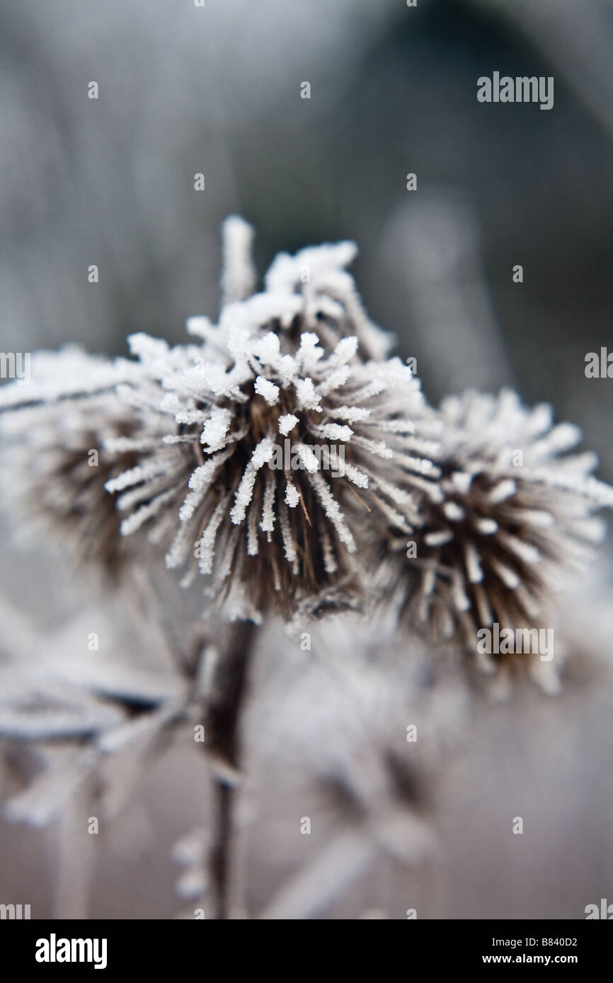 Frozen Thistle in winter Stock Photo