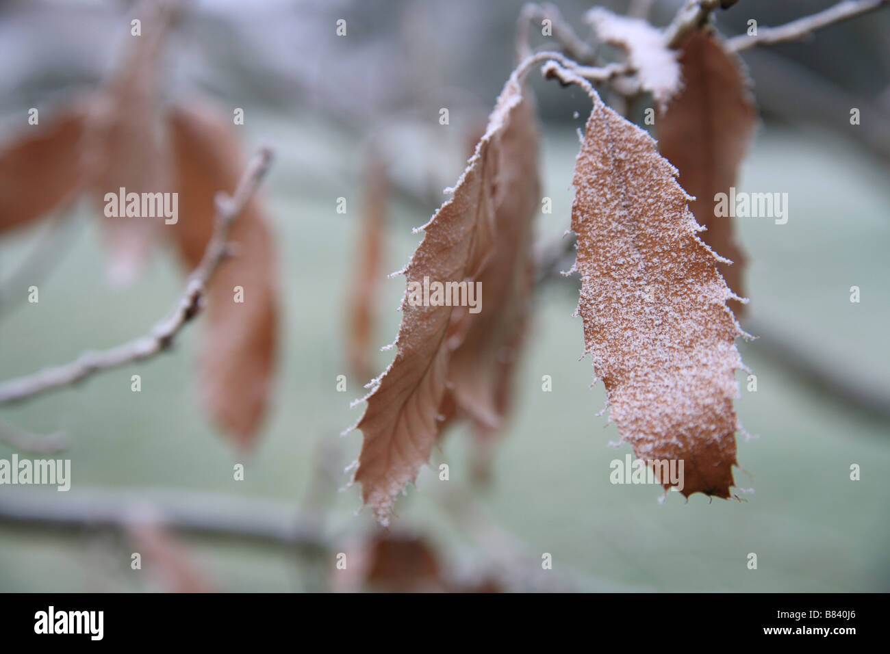 Frost on Beech leaves, cold winter day. Stock Photo