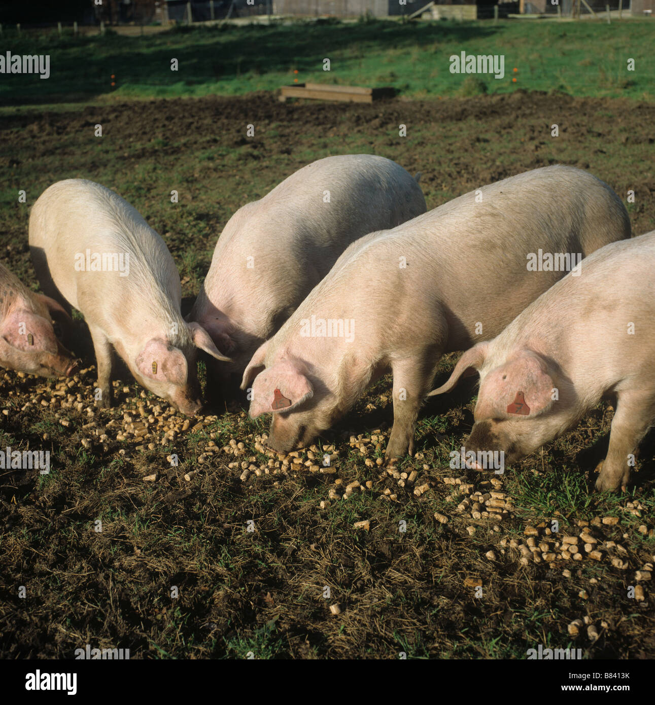 Outdoor duroc X Large white pigs feeding on pig nuts on the ground Stock Photo