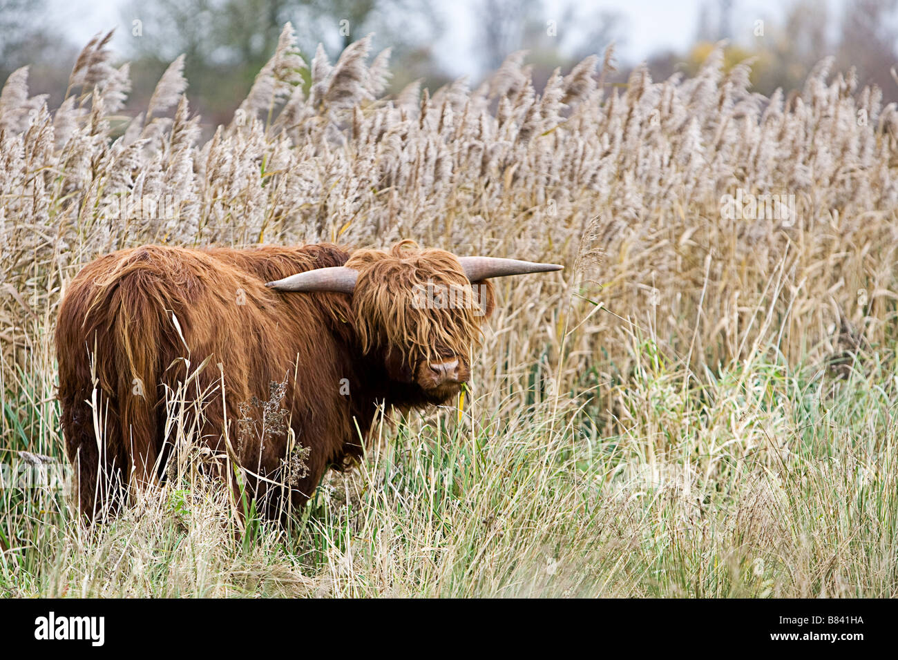 Shot of a Highland Cow in a Field Stock Photo - Alamy