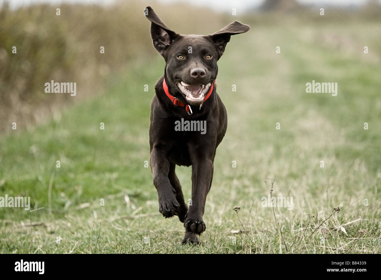 Labrador Running in the Countryside Stock Photo