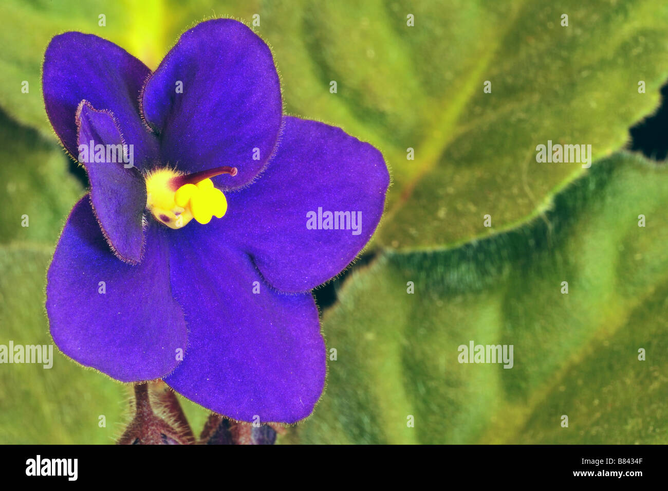 Macro image of an African Violet Saintpaulia flower Stock Photo