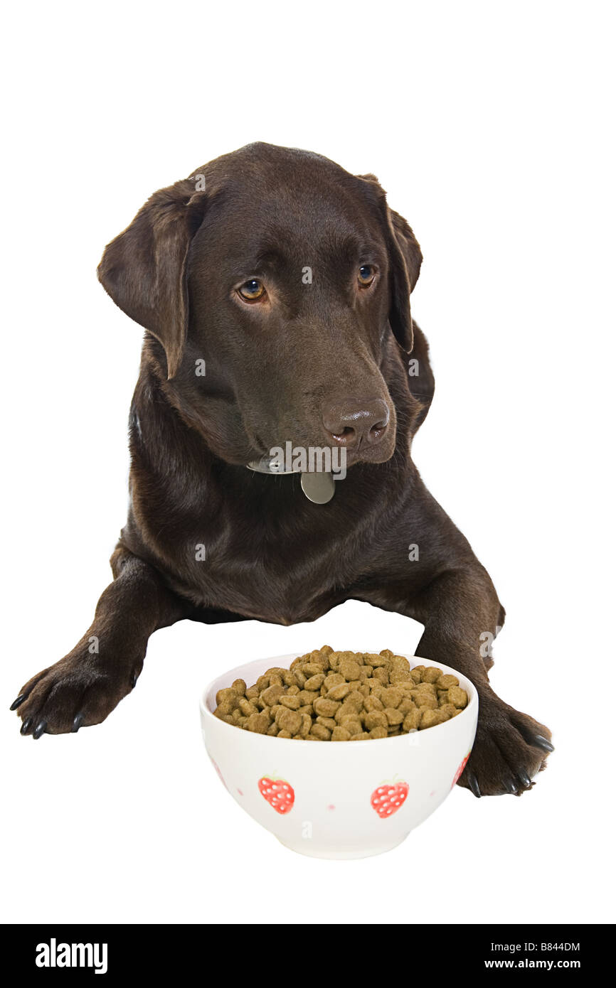 Labrador with Bowl of Food Stock Photo Alamy