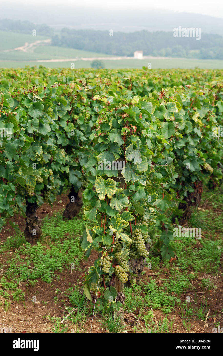 Chardonnay grapes, Cote de Beaune, Burgundy, France Stock Photo