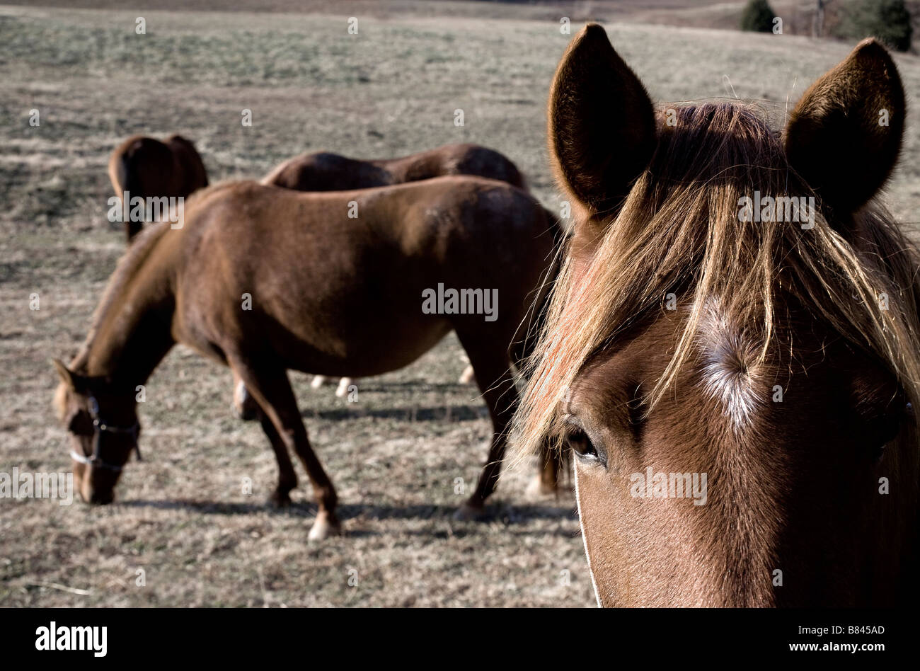 Paso Fino horses in a pasture in Tennessee Stock Photo