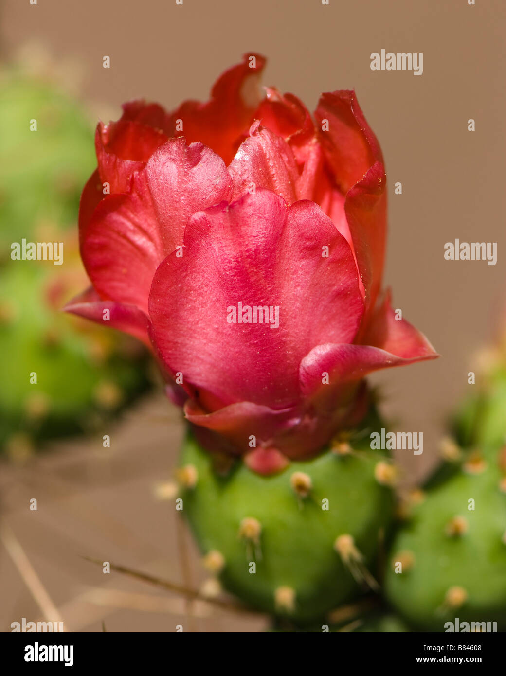 Close up of red prickly pear flower Stock Photo