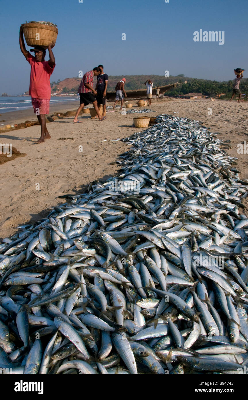 Freshly caught fish on the beach in Arambol Goa India Stock Photo
