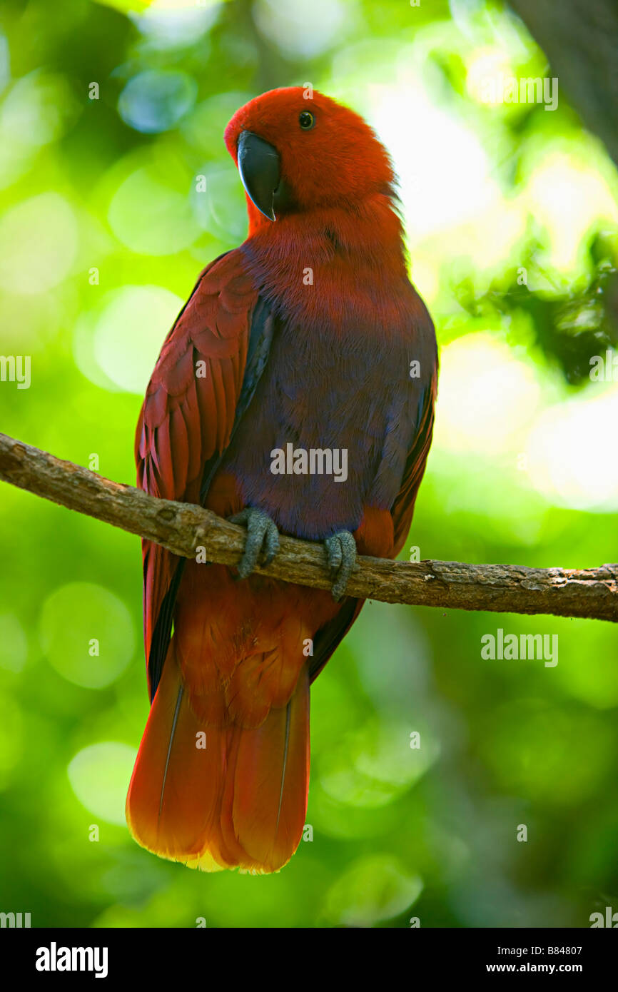 solomon eclectus parrot Stock Photo