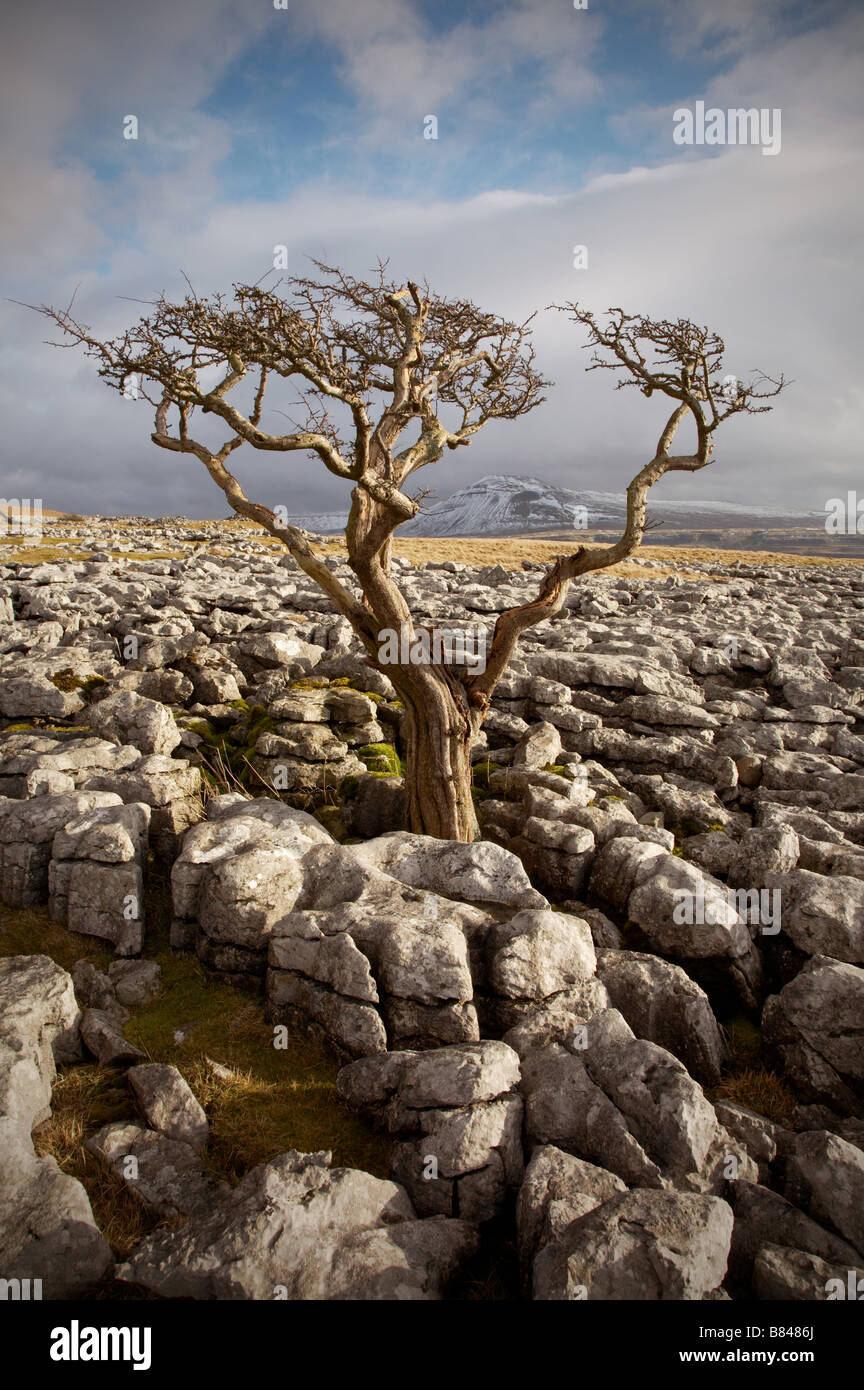 windblown hawthorn tree in exposed limestone pavement on twistelton scar in the yorskire dales with ingleborough hill beyond Stock Photo