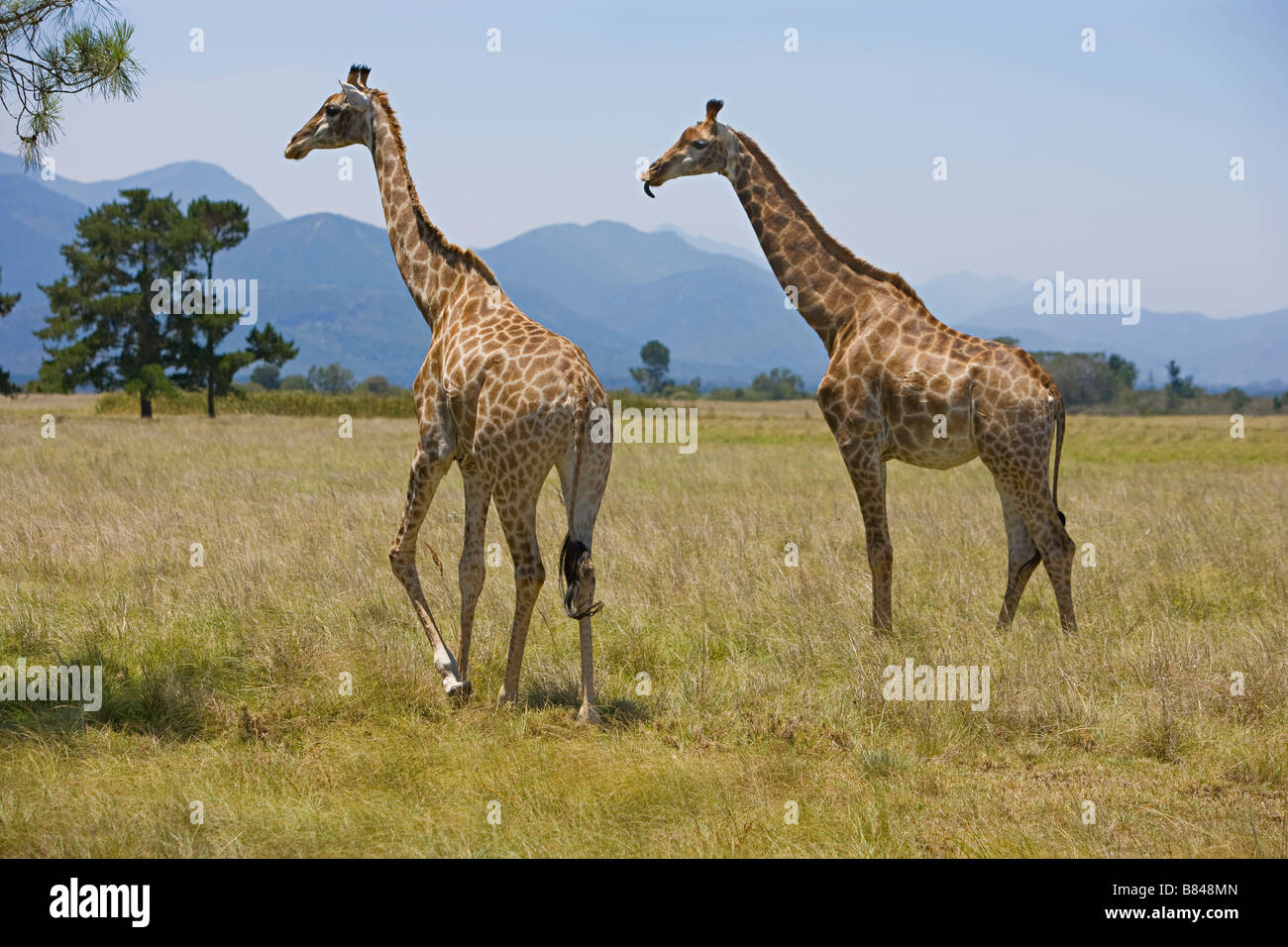 Two giraffe hi-res stock photography and images - Alamy