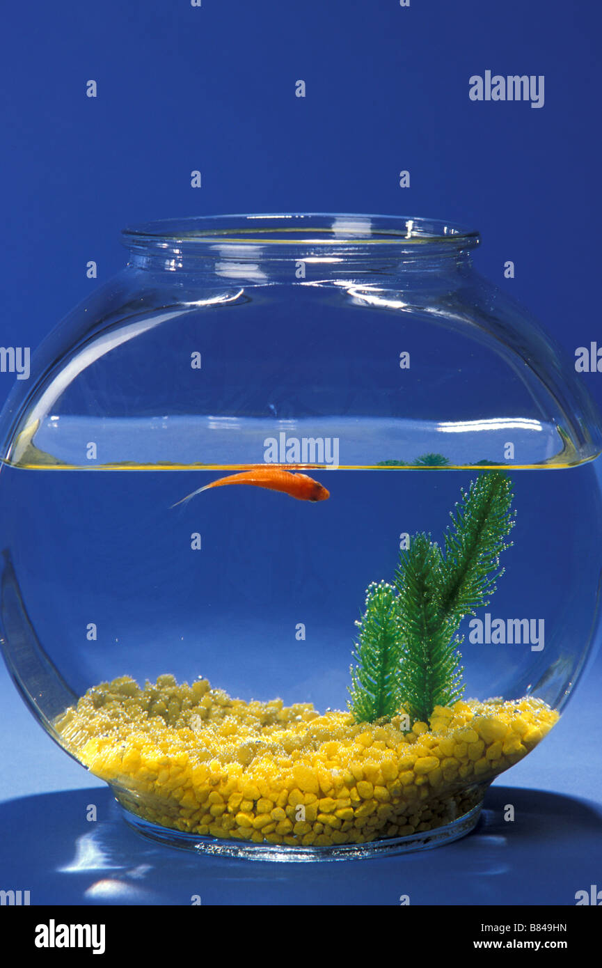 Floating fish best sale bowl