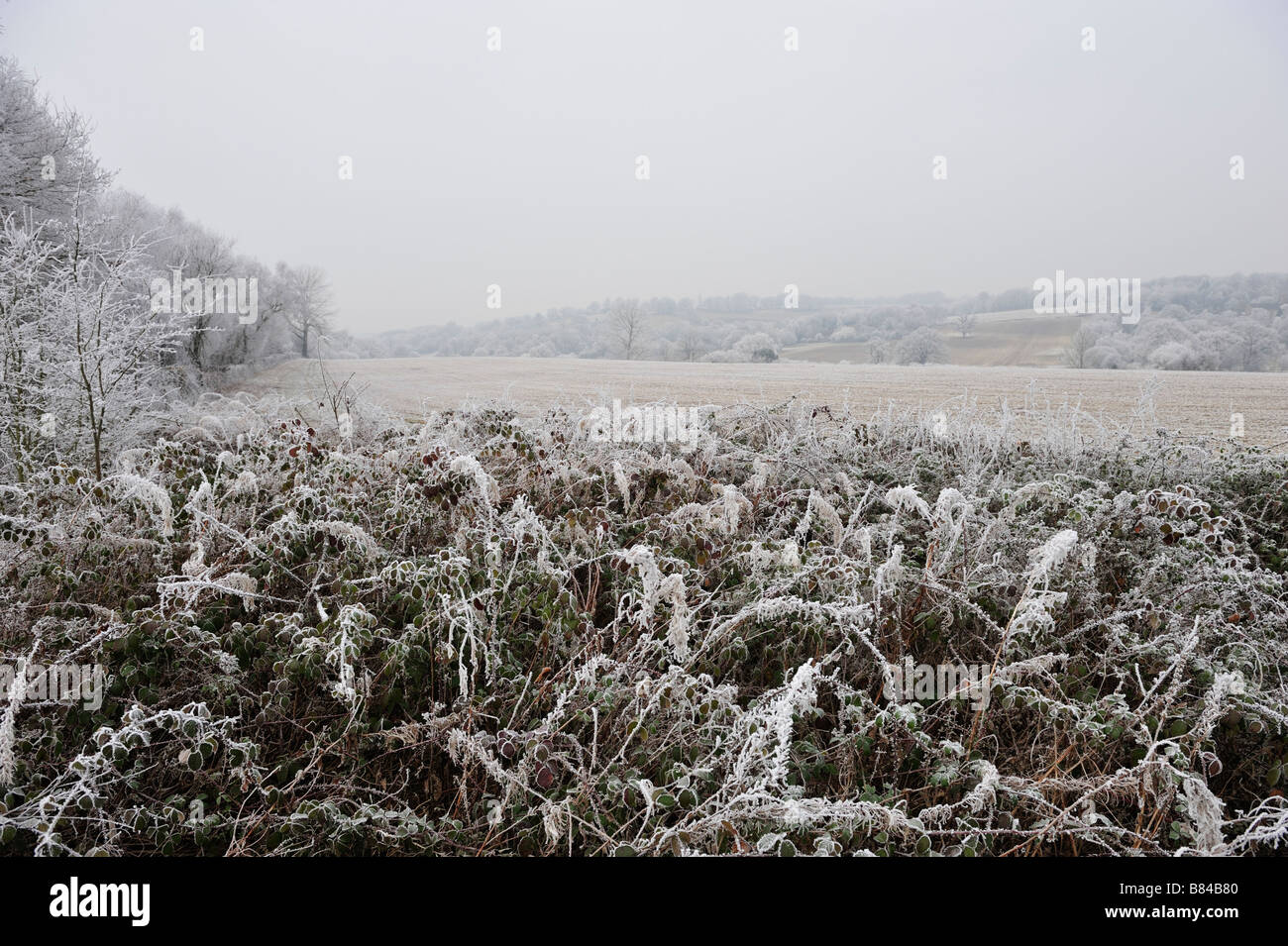 Countryside foliage trees shrubs hi-res stock photography and images ...