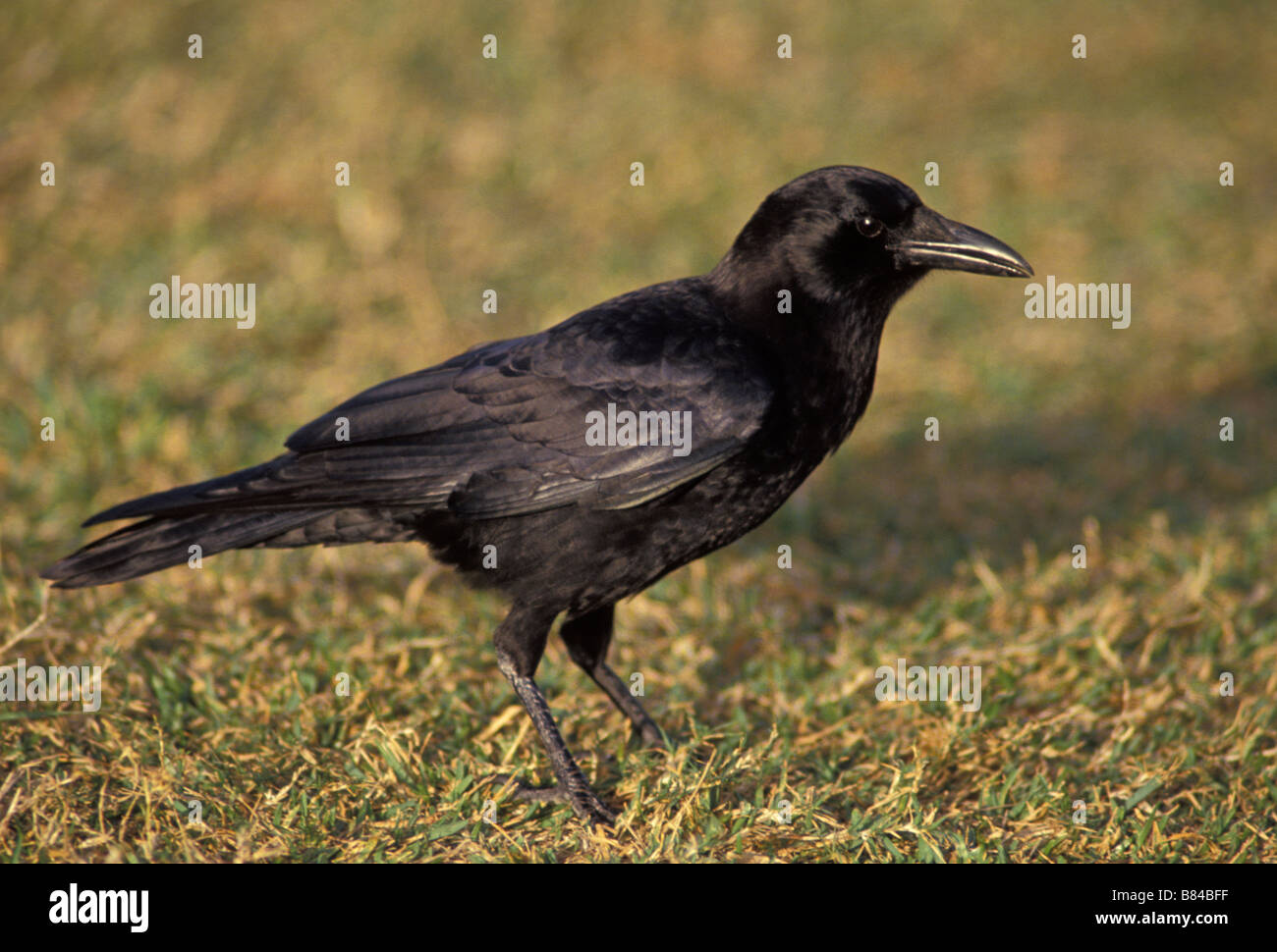 American crow hi-res stock photography and images - Alamy