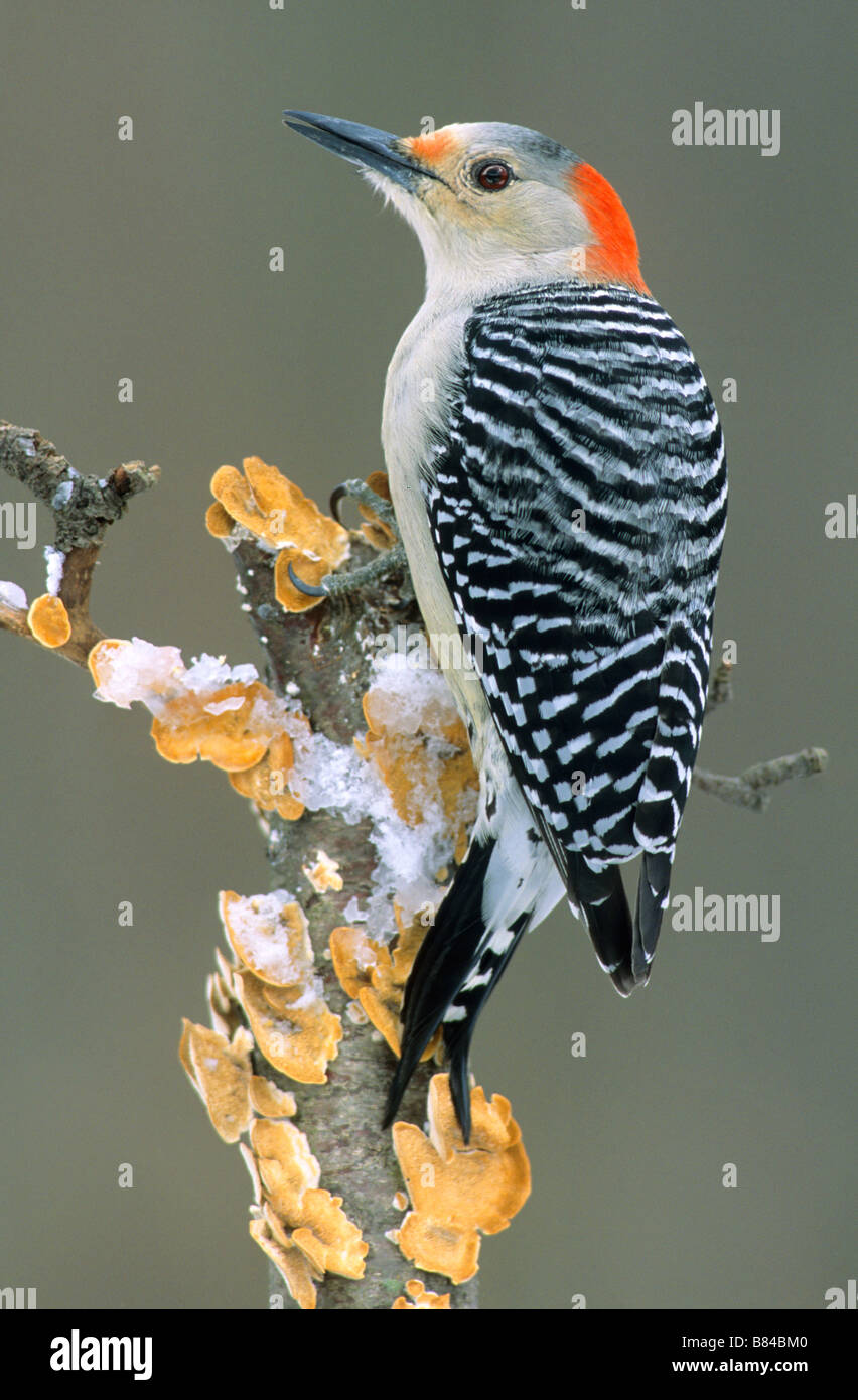Red-bellied Woodpecker, female, Melanerpes carolinus Eastern USA, by Skip Moody/Dembinsky Photo Assoc Stock Photo