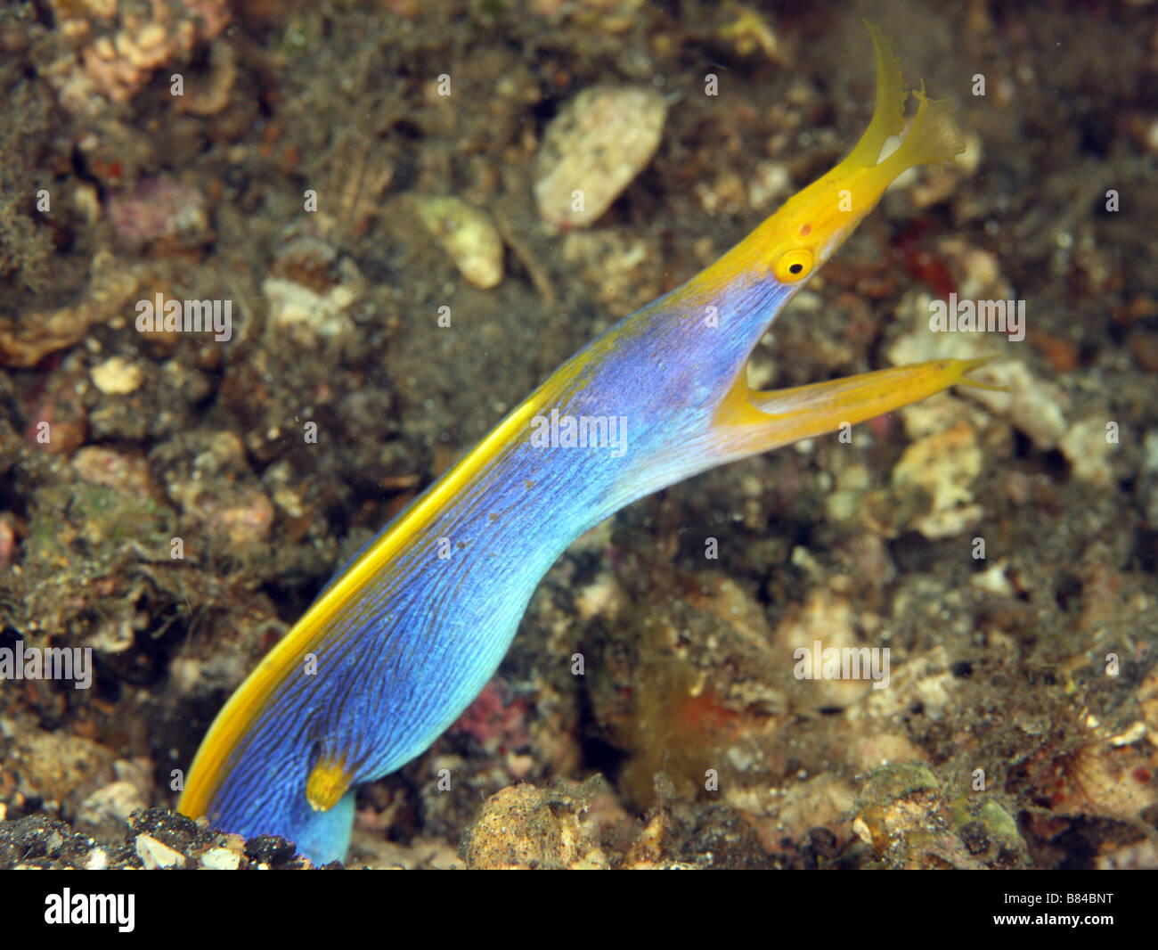 Ell food hi-res stock photography and images - Alamy