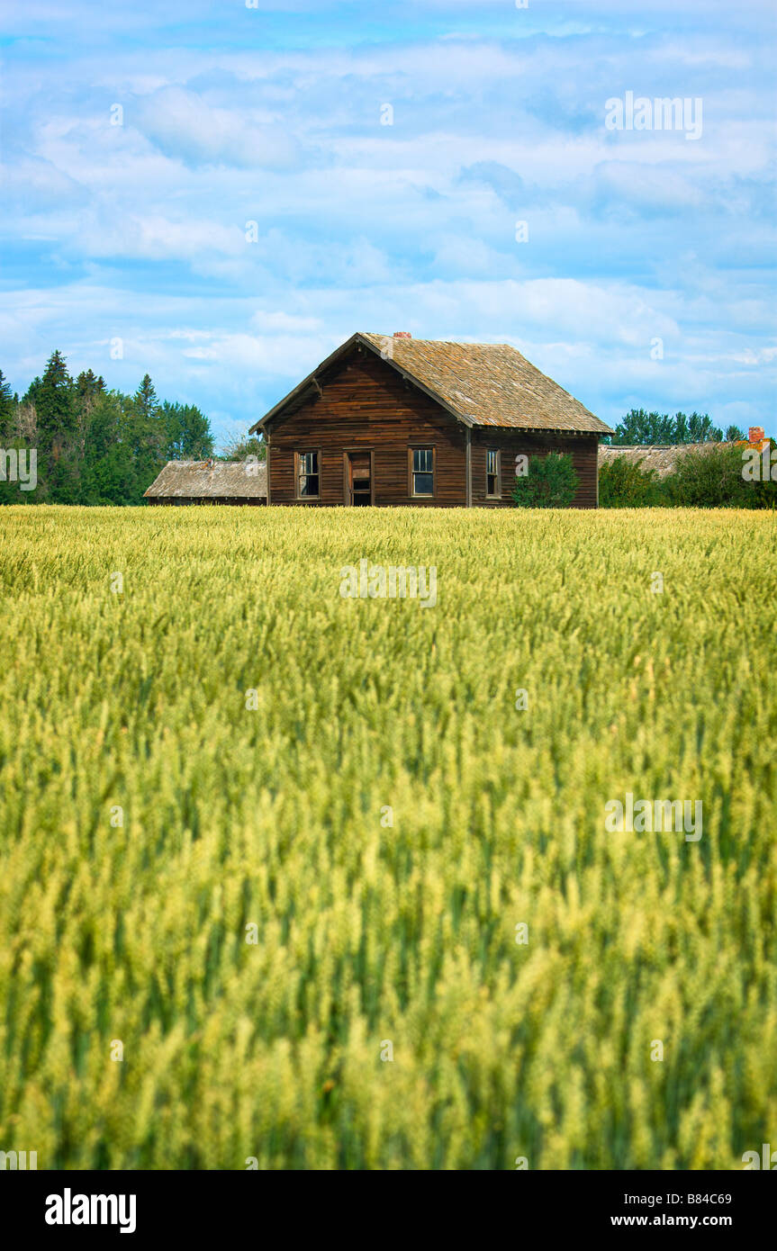 Farm building and crop Stock Photo