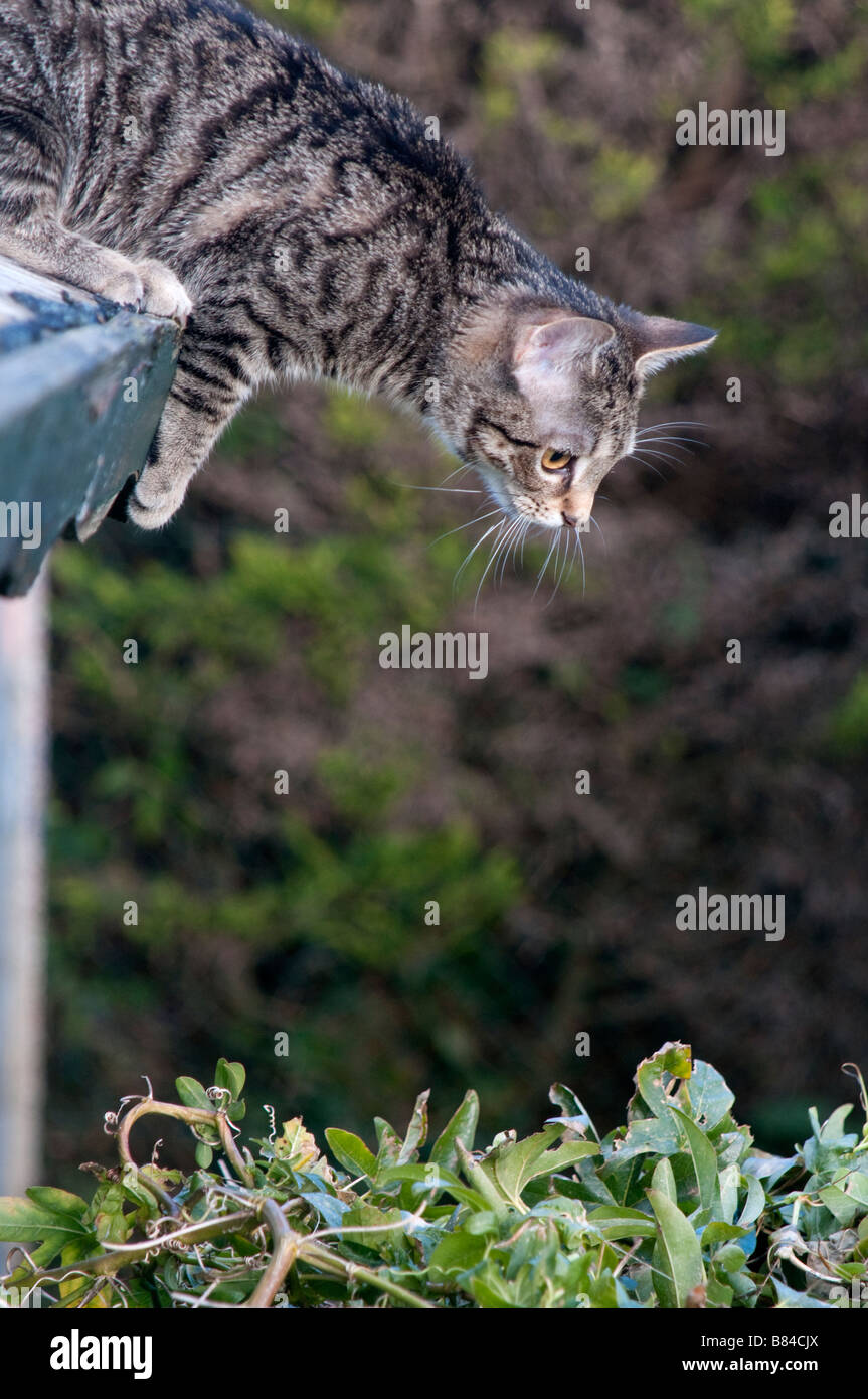 A 6 month old Tabby Cat stuck on the roof of a shed Stock Photo Alamy